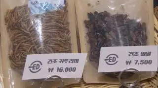 Edible Insects