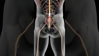 What Is Cauda Equina And How Does It Affect Your Spine