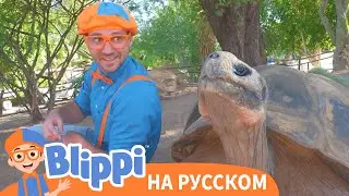 Блиппи в зоопарке города Феникс | Блиппи на Русском | Изучай этот Мир вместе с Блиппи | Blippi