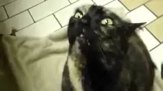 Кот вызывает дьявола   МЕГА РЖАЧ))