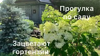 ПРОГУЛКА ПО САДУ. ГОРТЕНЗИИ НАЧИНАЮТ ЦВЕТЕНИЕ🌸