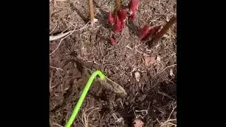 Первая подкормка пионов весной 🌺