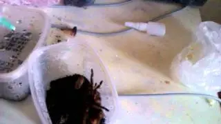 roach vs spider