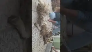 Woman slaughter goat,,سربریدن گوسفند توسط خانم