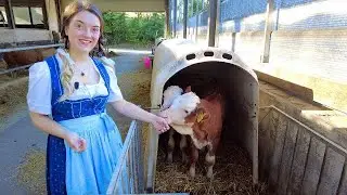 How They Feed Baby Cows in Germany.