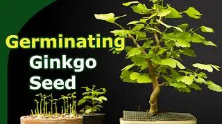 6 ways to germinate ginkgo seeds compared