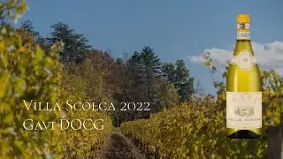 Обзор итальянского вина Villa Scolca 2022 Gavi DOCG