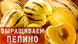 Пепино / Как самостоятельно вырастить пепино?