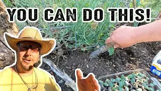 Planting your CUCUMBERS like THIS will save you TIME & HASSLE