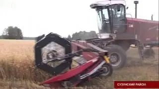 Сузунские хлеборобы приступили к уборке урожая