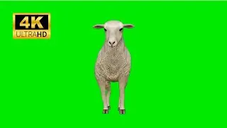 sheep green screen 🐑 green screen video 🐑 2023 4k 🐑#1