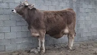Shaxrixon Xoldanbek Choja Mol Bozori Daxshat Boldi 