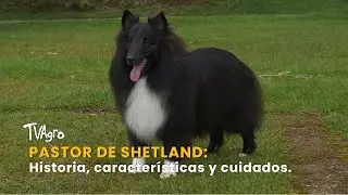 Pastor de Shetland (Shetland sheepdog): Historia y características - TvAgro por Juan Gonzalo Angel