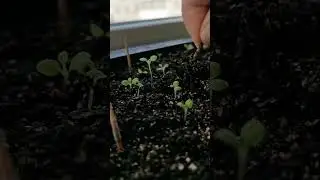 Что же делать если рассада  петунии вытянулась?
