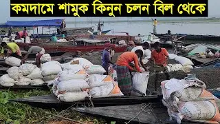 কম খরচে হাঁস পালন করতে ভালো মানের শামুক কিনুন সিরাজগঞ্জের চলন বিল থেকে