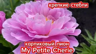 Пион My Petite Cherie. Карлик с крепкими стеблями