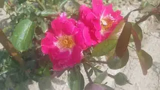Странные дела в питомнике  Козловой)) Как делают деньги на обмане.