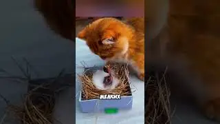 Спасли птенца 🐥🐦‍⬛ 