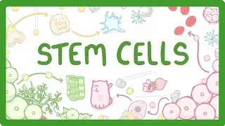 GCSE Biology - What are Stem Cells? Difference Between Embryonic and Adult Stem Cells #11