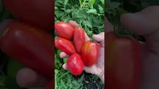 Гном Десперадо (отчаянный) - особенности сорта🍅 #дача #овощи #огород #сад #теплица