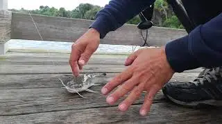 Как Снять С Крючка И Держать Кэт Фиш - Морского Сома Вариант#1 How To Unhook and Hold A Catfish