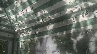 Лучшая   качка  меда   по 43     и  бензин  56