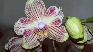 Моя новиночка орхидея ТУРИН.  Phalaenopsis TORINO , бабулетка.