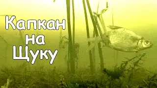 Щука на капкан. Как установить, как насадить живца. Доработка капкана на щуку.