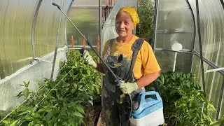 Важная внекорневая подкормка в июле. Томаты, перцы, огурцы.