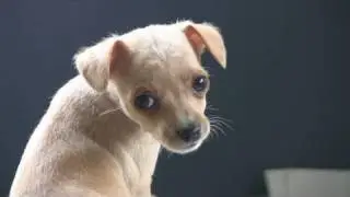 Chihuahua Puppies Play on Steps (in HD)