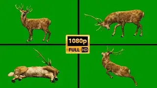 Deer on Green Screen Background Video