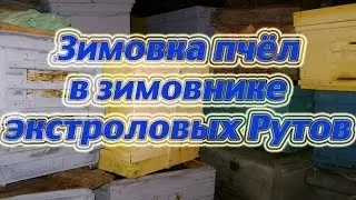 Осмотр пчелосемей зимующих в зимовнике в Рутовских экстроловых ульях Карники и Карпатки. Beekeeping.