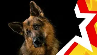 To tears! ★ BORDER DOG ★ sad song with a happy ending ★ sung by the USSR group 