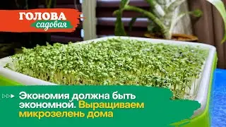 Голова садовая - Экономия должна быть экономной. Выращиваем микрозелень дома
