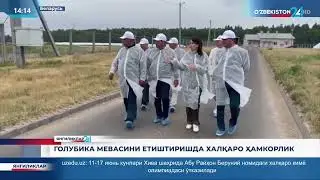 🫐 Голубика мевасини етиштиришда халқаро ҳамкорлик