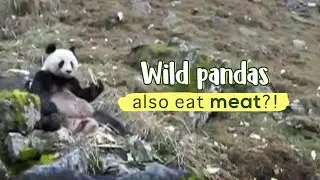 Wild pandas also eat meat?!