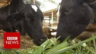 The farmer helping to cut cow farts - BBC News