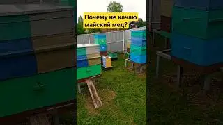 Почему не качаю майский мед? #медосбор #мед #взяток #пчеловодство #пчелы