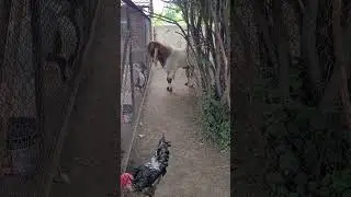Я к тебе со всею душою