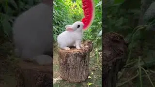 A rabbit eats a piece of watermelon. A beautiful moment #3639 - #shorts,#viral