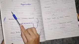 Neurophysiology / Organization of nervous system guyton 46,