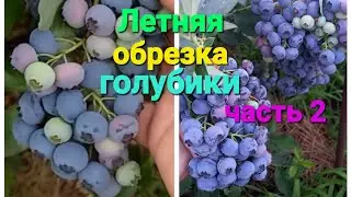 Летняя обрезка голубики.  Часть 2.