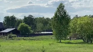 Лес за огородом. Наслаждаюсь красотой природы.