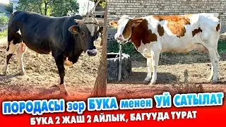 Породасы жакшы БУКА менен УЙ сатылат ~ Бука 7 айдан бери БАГУУДА тура. 2 жаш 2 айлык