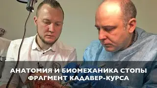 Фрагмент кадавер-курса Анатомия и биомеханика стопы и голеностопного сустава | 18+