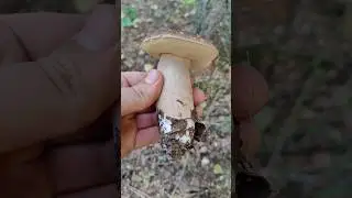 А вот теперь трофейный белый гриб с бурой шляпой!!! 