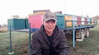 Фальсификат - причина гибели пчёл