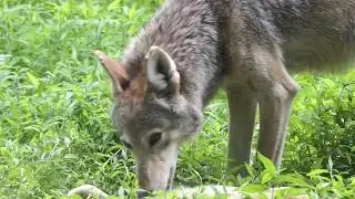 Happiness for a wolf pup is getting belly rubs from Dad