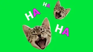 Shake It Up - Green Screen Effects - Free Download