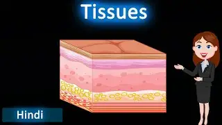 Tissues || 3D animated explanation || class 9th & 11th science || Tissues ||